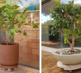 Árvores frutíferas para cultivar em vasos | Veja como cultivar em espaços pequenos