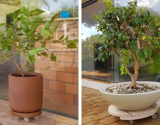 Árvores frutíferas para cultivar em vasos | Veja como cultivar em espaços pequenos