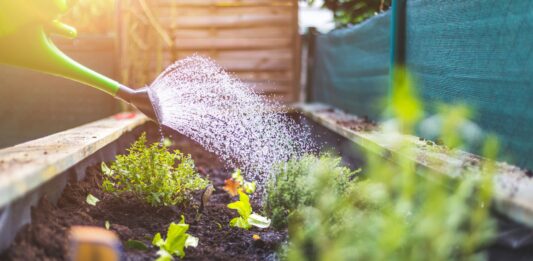 Como evitar pragas e doenças na sua horta em casa