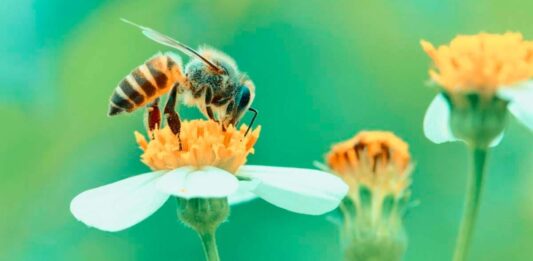 O papel das abelhas na polinização de árvores frutíferas