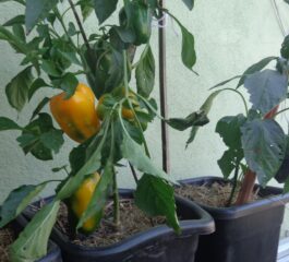 Como plantar pimentão em vaso? Aproveite os benefícios nutritivos do pimentão orgânico!