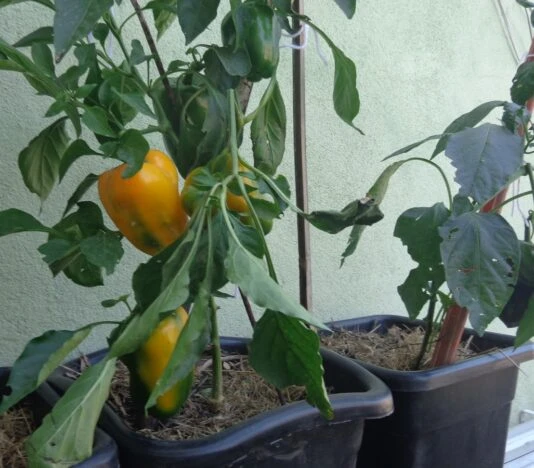 Como plantar pimentão em vaso? Aproveite os benefícios nutritivos do pimentão orgânico!
