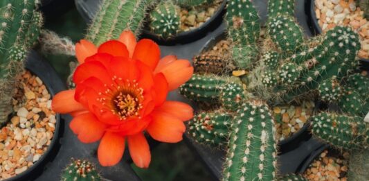 Jardim do Deserto: Cactos que Florescem em Cores Deslumbrantes!