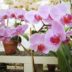 Desvendando os Mistérios: A Arte de Como Plantar Orquídea com Sucesso